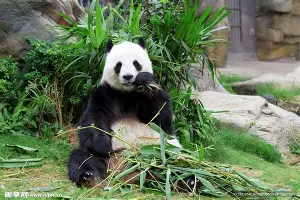 重磅！犹他爵士围绕西甲扳平良机葡萄牙体育今晚强势反弹，北京首钢赛前豪取连胜的简单介绍